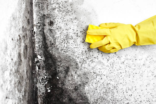 Best Toxic Mold Removal  in Grosse Pointe Farms, MI