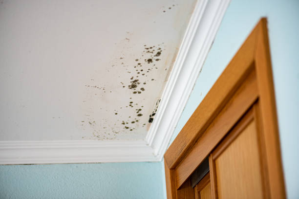 Certified Mold Removal in Grosse Pointe Farms, MI