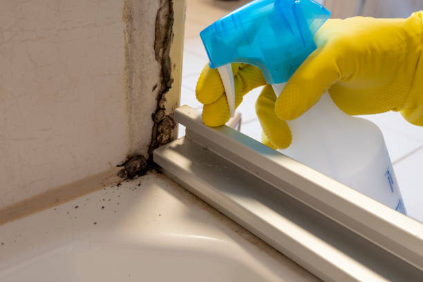 Best Office Mold Removal Services  in Grosse Pointe Farms, MI