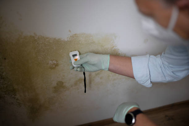Best Mold Testing  in Grosse Pointe Farms, MI