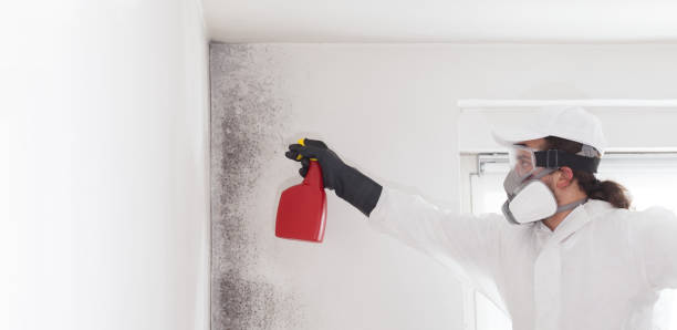 Best Home Mold Removal  in Grosse Pointe Farms, MI