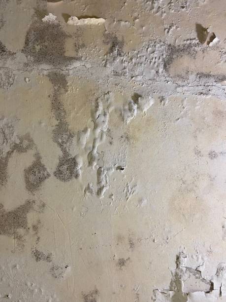 Best Mold Removal Near Me  in Grosse Pointe Farms, MI
