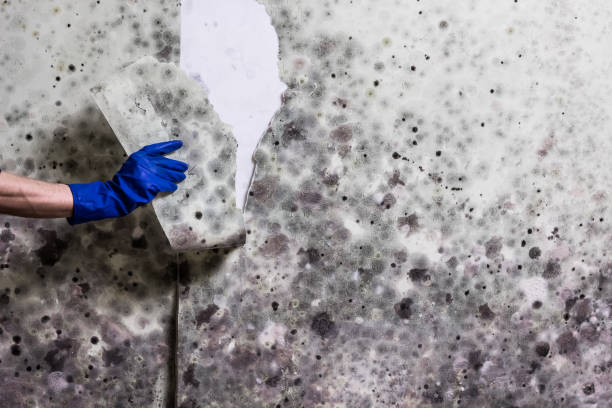 Best Crawl Space Mold Removal  in Grosse Pointe Farms, MI