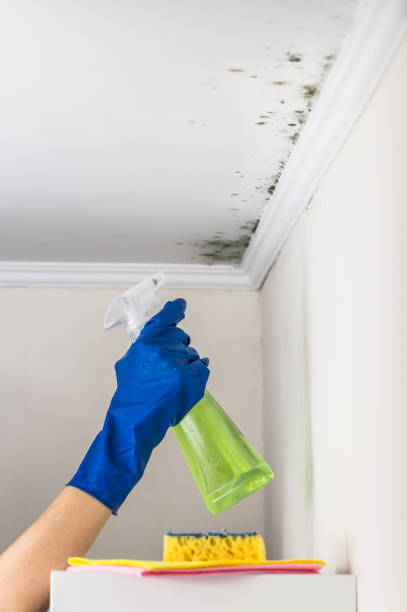 Best Mold Cleaning Services  in Grosse Pointe Farms, MI